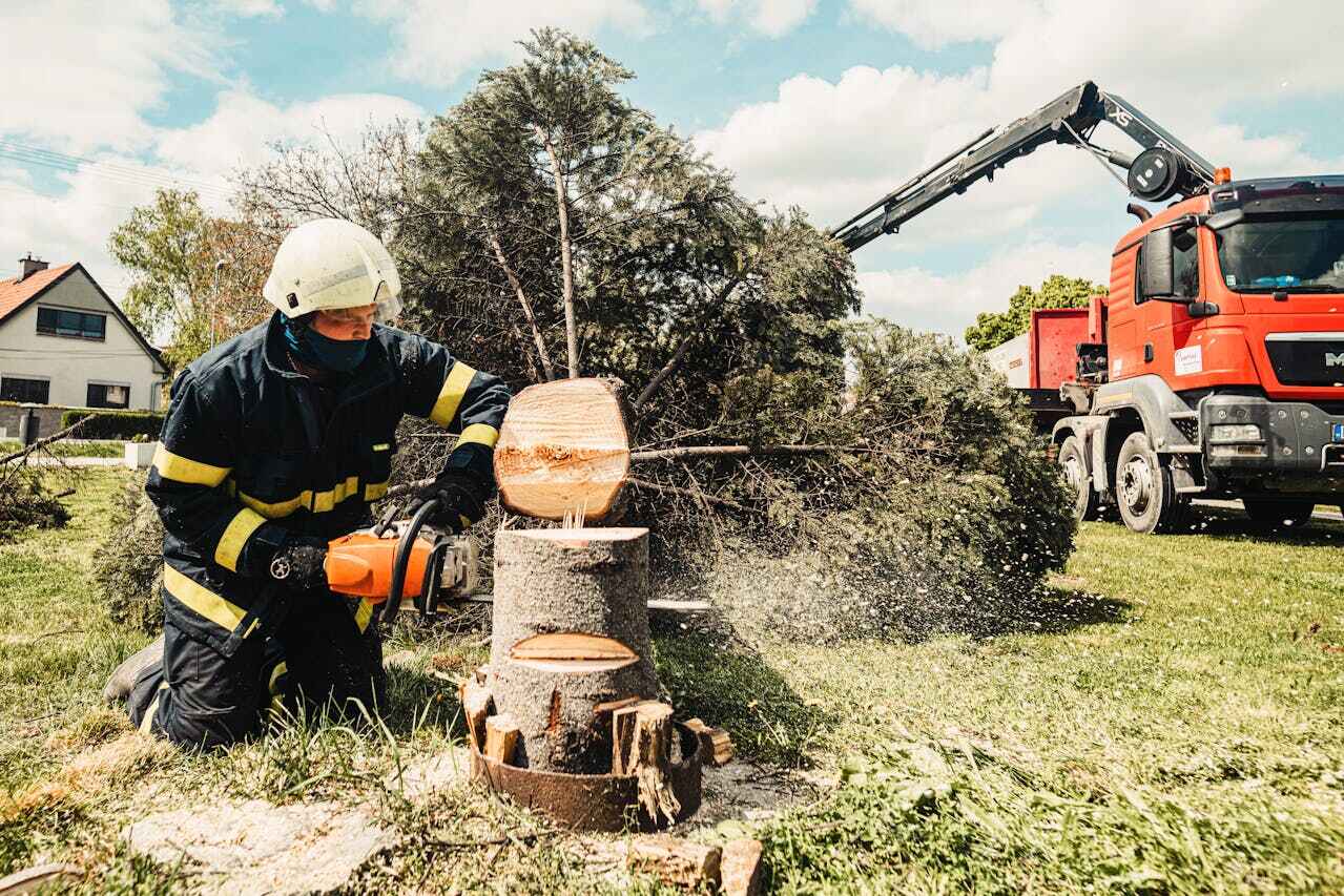 St Louis, MO Tree Service Company